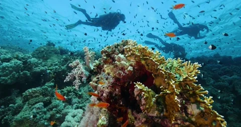 Group of divers swims over a multi-colored coral reef Stock Footage 308852391