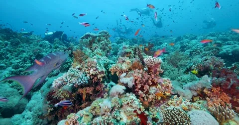 Group of divers swims over a multi-colored coral reef Stock Footage 326045102