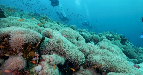 Group of divers swims over a multi-colored coral reef Stock Footage 328695158
