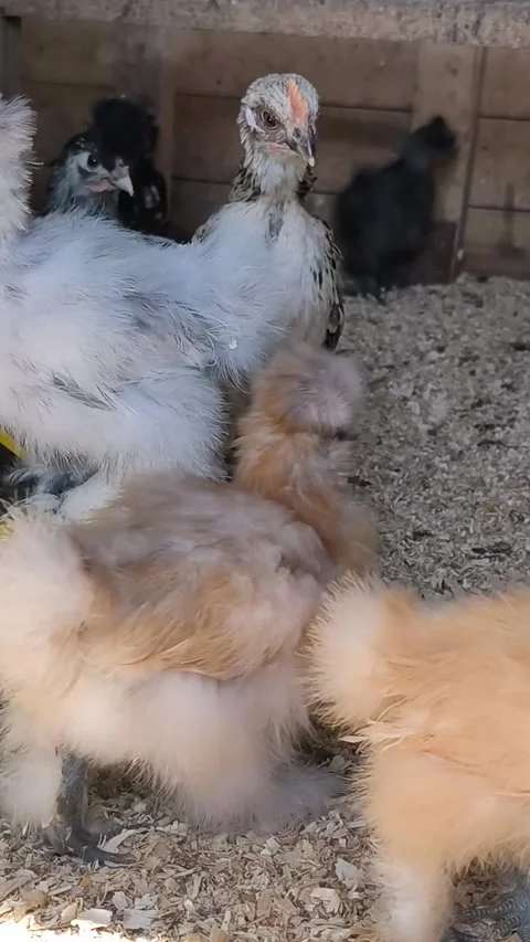 Group of Diverse Breed Chicks and Silkie Chickens in Coop with Natural Sound Stock Footage 335689317