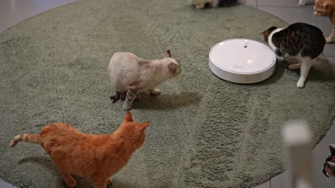 Group of diverse cats cautiously approaching and inspecting white autonomous 스톡 동영상 342737489