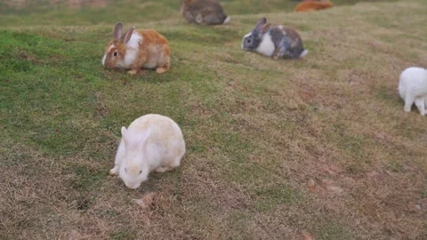 Group of diverse fluffy rabbits grazing on a grassy hillside in the country.. Stock Footage 337332924