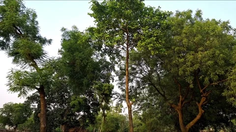 Group Of Diverse Green Trees In Forest Vídeo Stock 335486122