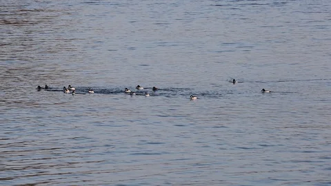 Group of diving wild ducks on the water. Stock Footage 124179335