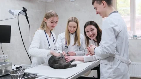 A group of doctors is examining a sick cat lying on a table in a veterinary clin Stock Footage 240581760