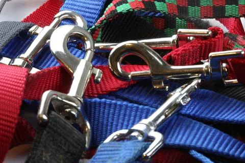 A group of dog leashes Stock Photos