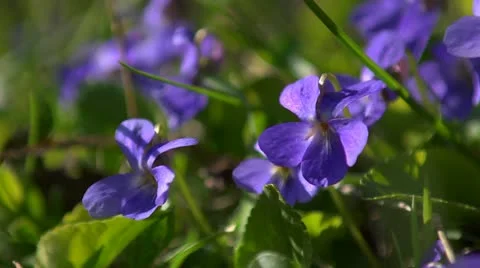 A group of dog violets, close up, looping Stock Footage