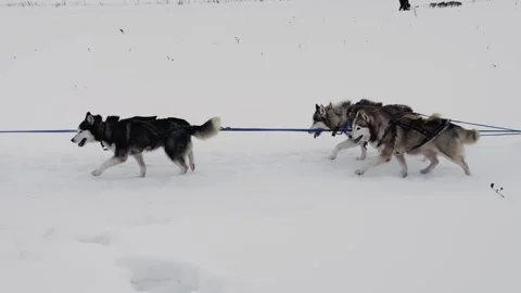 A group of dogs are pulling a sled through the snow Vídeo Stock 269868384