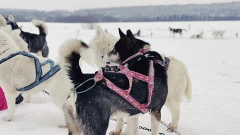 A group of dogs are pulling a sled in the snow 库存影片 270058413