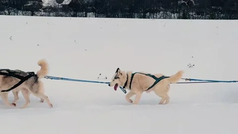 A group of dogs are pulling a sled through the snow Vídeo Stock 270058423