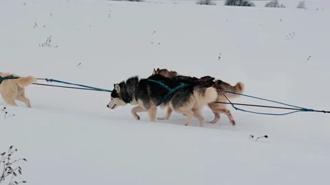 A group of dogs are pulling a sled through the snow Stock Footage 271080020