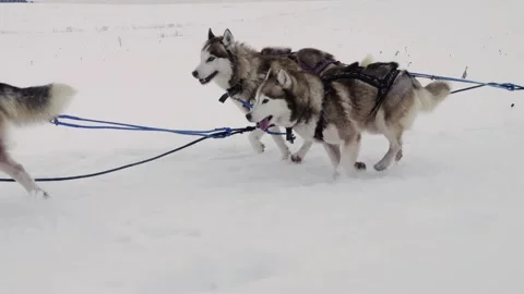 A group of dogs are pulling a sled through the snow Stock Footage 273445190