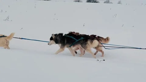 A group of dogs are pulling a sled through the snow Vidéo 274261186