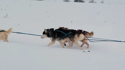 A group of dogs are pulling a sled through the snow Stock-Footage 276064986