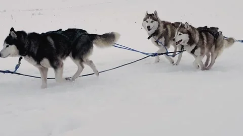 A group of dogs are pulling a sled through the snow Stock Footage 278146616