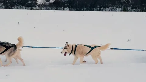 A group of dogs are pulling a sled through the snow 스톡 동영상 278442760