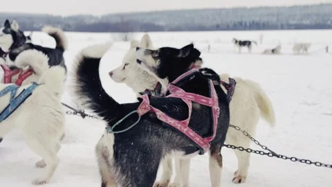 A group of dogs are pulling a sled in the snow Stock Footage 279057035