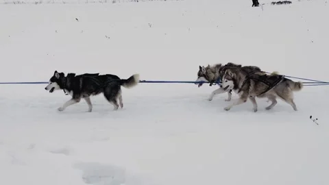A group of dogs are pulling a sled through the snow Stock Footage 279057141