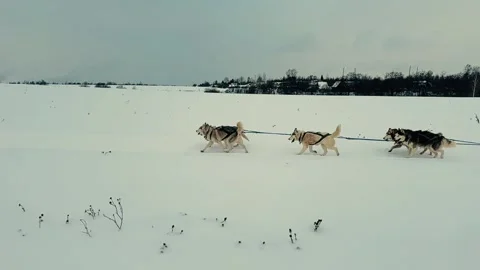 A group of dogs are pulling a sled across a snowy field Stock Footage 279057305