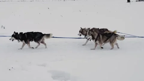 A group of dogs are pulling a sled through the snow Vídeo Stock 283484396