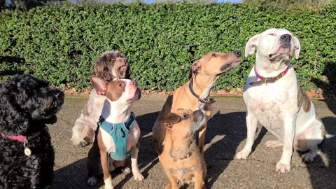 Group of dogs calmly focus on dog handler Stock Footage 265802491