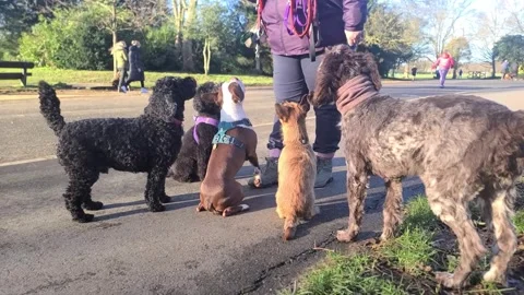 Group of dogs focus on the walker Stock Footage 265802100