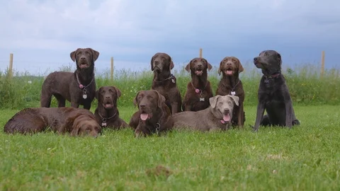 Group Of Dogs Stock Footage 124983415