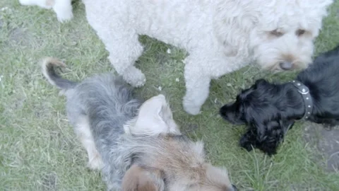 Group of dogs Stock Footage 136243407