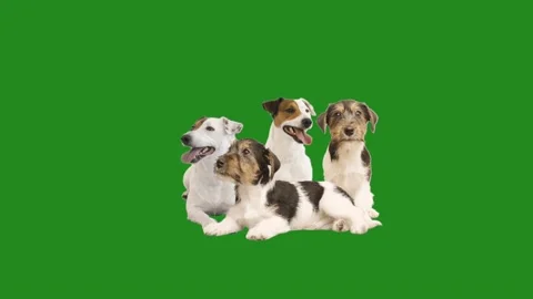 Group of dogs on green screen 库存影片 197462908