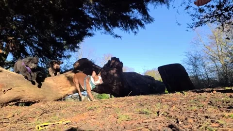 Group of dogs jump a log and run to their walker Stock Footage 265802413