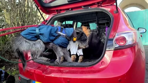 Group of dogs jumping into car booth after their walk Stock Footage 262470525