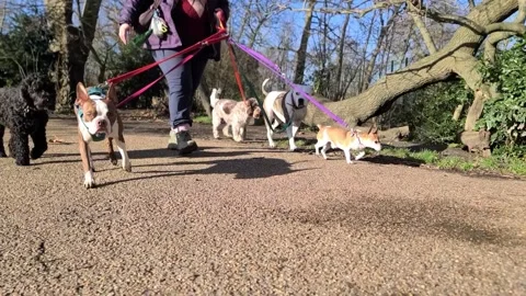Group of dogs on lead walking with dog handler Stock Footage 265802401