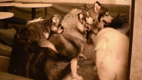 Group of dogs playing with each other in a cafe Stock Footage 74953337