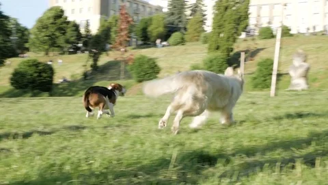 Group of dogs playing in the park Vídeo Stock 76965528