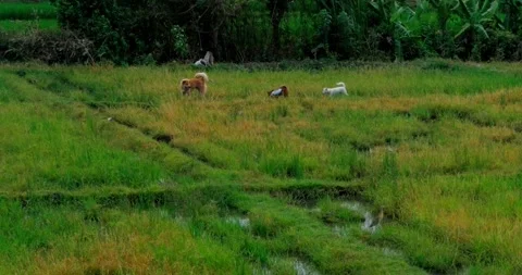 Group of dogs playing in the rice fields, 4K, real-time Stock Footage 282761567