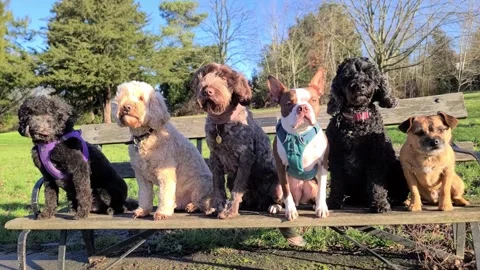 Group of dogs posing on a bench in the park Stock Footage 265802447