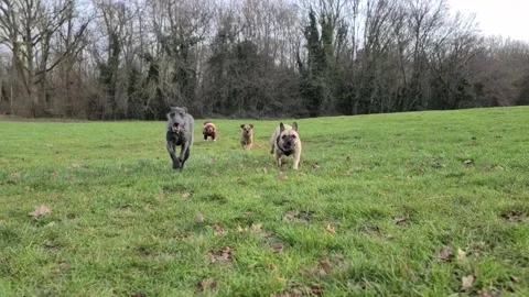 Group of dogs run towards the camera Stock Footage 265802488