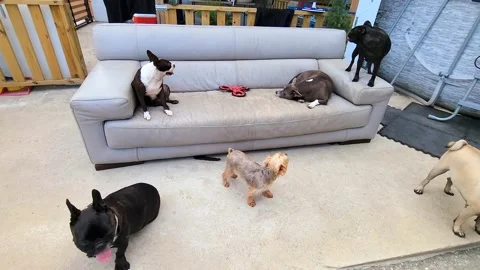 Group of Dogs Sitting on Sofa Outside in Summer 库存影片 244235206