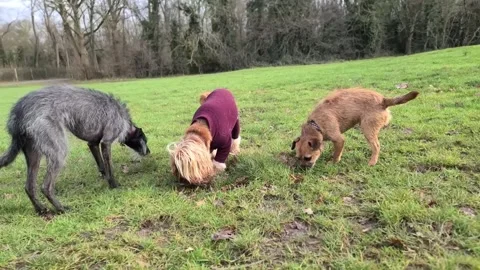 Group of dogs sniffing for trets Stock Footage 265802492