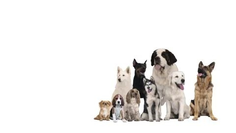 Group of dogs on a white background Video stock 97215139