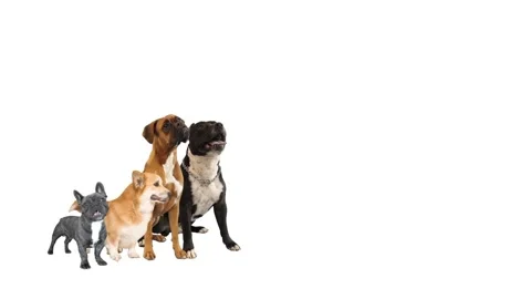 Group of dogs on a white background Stock Footage 135231528