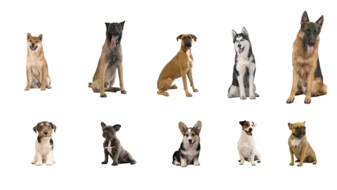 Group of dogs on white background Stock Footage 199607989