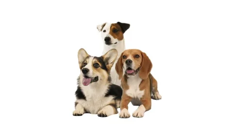Group of dogs on white background Video stock 223667308
