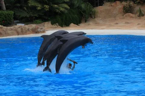 Group of dolphins dance in a pool in the loro Park of Tenerife Spain. Stock Photos