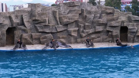 Group Dolphins in Dolphinarium Perform Tricks in the Pool. Bottlenose. Dolphin Stock Footage 120572757