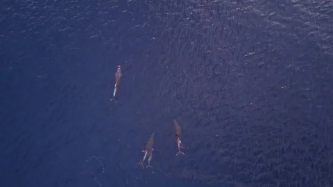 Group of dolphins Stock Footage 83094512