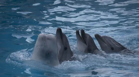 Group of dolphins headed white whale 库存影片 64631632
