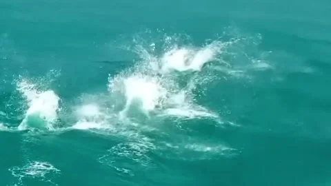 A group of dolphins jumping Vidéo 329201613
