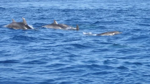 Group of dolphins jumping on the water Stock Photo