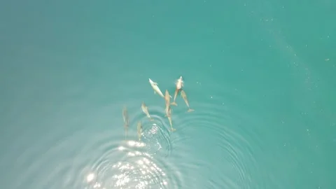Group of dolphins in maldives 動画素材 331399753